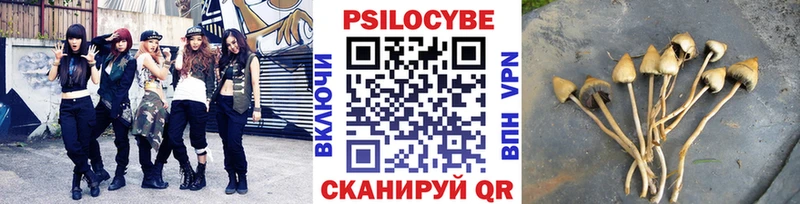 Псилоцибиновые грибы Psilocybe  Купить закладки  Барнаул 